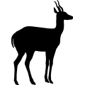 Antelope 4 _