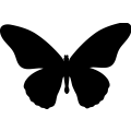 Butterfly 011 _
