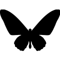 Butterfly 013 _