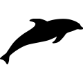 Dolphin 14 _