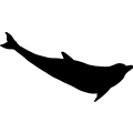 Dolphin 5a _