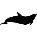 Dolphin 8a _