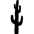 Cactus 035