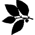 Beech Tree Leaf =