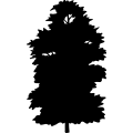 Cedar Atlas Tree =