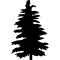 Cedar Tree _