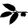 Chestnut Tree Leaf =