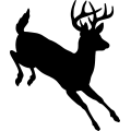 Buck Deer 005 =
