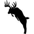 Buck Deer 007 _