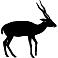 Black Antelope ~