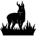 Pronghorn Antelope ~