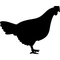 Andalusian Hen _