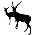 Blackbuck Antelope ~