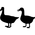 Ducks 362 ! =