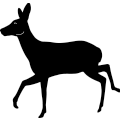 Deer 285 ~