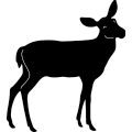Deer 288 ~