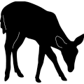 Deer 291 ~