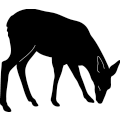 Deer 297 ~