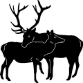 Elk Couple 438 ~