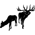 Elk Family 196 ~