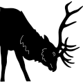 Elk Head 203 ~