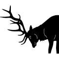 Elk Head 204 ~
