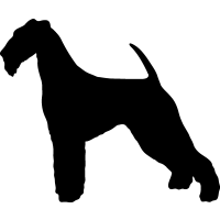 Airedale Terrier 3 _