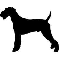 Airedale Terrier _