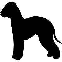 Bedlington Terrier 2 _