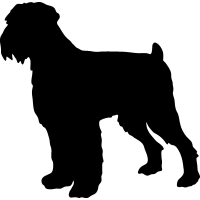 Black Russian Terrier 3 _