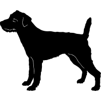 Parson Russel Terrier 2 =