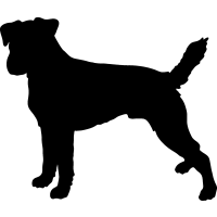 Parson Russell Terrier 5 _