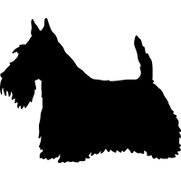 Scottish Terrier 3 _