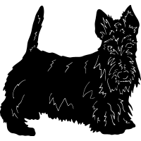 Scottish Terrier =