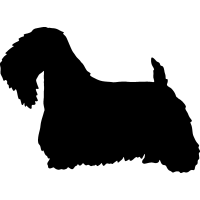 Sealyham Terrier 3 _