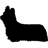 Skye Terrier 2 _