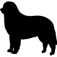 Bernese Mountain Dog 2 =