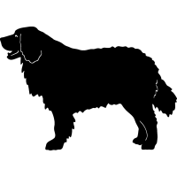 Bernese Mountain Dog =
