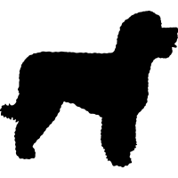 Portugese Water Dog _