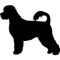 Portuguese Water Dog 2 =