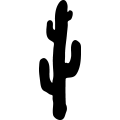Cactus 17 _